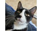 Adopt Fedora a Domestic Short Hair