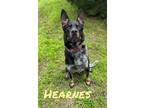Adopt Hearnes 30324 a Australian Cattle Dog / Blue Heeler, Shepherd
