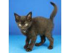 Adopt Eclipse- 051702S a Domestic Short Hair