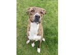 Adopt Dewey a Mixed Breed