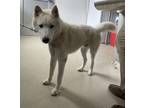 Adopt ESCO a Siberian Husky