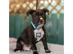 Adopt Bach a Pit Bull Terrier