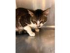 Adopt Harvey a Domestic Short Hair