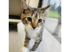 Adopt Butter Bean a Domestic Short Hair