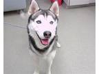 Adopt BIG MAC a Husky, Mixed Breed