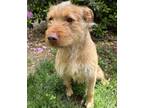 Adopt Ruru a Wheaten Terrier, Mixed Breed