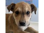 Adopt Denny a Mixed Breed