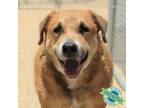 Adopt Buddy a Mixed Breed