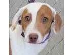 Adopt 75742 a Mixed Breed