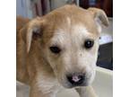 Adopt 75696 a Mixed Breed