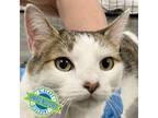 Adopt 75849 a Domestic Short Hair