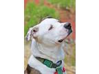 Adopt Nougat a Pit Bull Terrier
