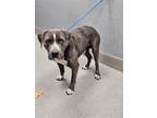 Adopt NIGEL a Mastiff, Mixed Breed