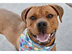 Adopt Hank a Mixed Breed