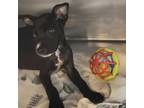Adopt Cory a Pit Bull Terrier
