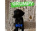 Adopt Grumpy a Great Dane