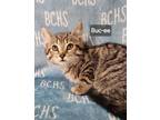 Adopt Buc-ee a Domestic Short Hair