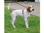 Adopt Comet (6943) a English Coonhound