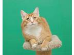 Adopt Biscuit Baker a Domestic Short Hair