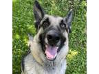 Adopt Sarge a German Shepherd Dog