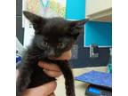 Adopt Baby Vampire a Domestic Short Hair