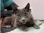 Adopt Grey a Domestic Short Hair