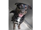 Adopt Flint (mcas) a Mixed Breed