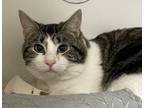 Adopt Roger (mcas) a Domestic Short Hair