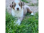 Miniature Australian Shepherd Puppy for sale in Mc Bain, MI, USA