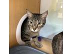 Adopt Marty McFly a Domestic Short Hair