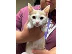 Adopt Flapjack a Domestic Short Hair