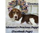 AKC "Desmond"