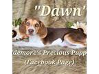 AKC "Dawn"