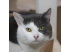 Adopt Meowrio a Domestic Short Hair