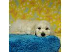 Goldendoodle Puppy for sale in Colorado Springs, CO, USA