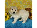 Goldendoodle Puppy for sale in Colorado Springs, CO, USA