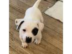 Adopt Wexford Litter 2 a Border Collie, Pit Bull Terrier