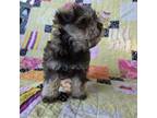 Schnauzer (Miniature) Puppy for sale in Cissna Park, IL, USA