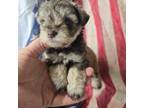 Schnauzer (Miniature) Puppy for sale in Cissna Park, IL, USA