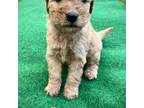 Mutt Puppy for sale in Canandaigua, NY, USA