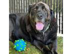 Adopt Grizzly a Black Labrador Retriever, Newfoundland Dog