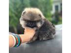 Pomeranian Puppy for sale in Ligonier, PA, USA