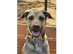 Adopt Melman 51721 a Mixed Breed