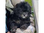 Shih-Poo Puppy for sale in Sevierville, TN, USA