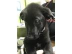 Adopt Slinky a Labrador Retriever, Mixed Breed