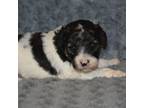 Mutt Puppy for sale in Hull, GA, USA