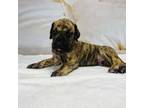 Great Dane Puppy for sale in Clewiston, FL, USA
