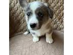 Cardigan Welsh Corgi Puppy for sale in Bland, MO, USA