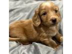 Dachshund Puppy for sale in Cumming, GA, USA