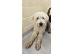 Adopt HOOZA a Great Pyrenees, Poodle